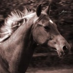 Portrait Bella Top - Pouliche de ZZ Top